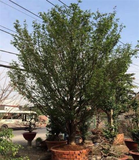 Cây cảnh, tiền tỷ, vường kiểng, nghệ nhân, đại gia, Phiến cá, vườn cảnh, cây mai, cây sanh, siêu cây, cây khế, cây tùng, cây-cảnh, tiền-tỷ, vường-kiểng, nghệ-nhân, đại-gia, Phiến-cá, vườn-cảnh, cây-mai, cây-sanh, siêu-cây, cây-khế, cây-tùng