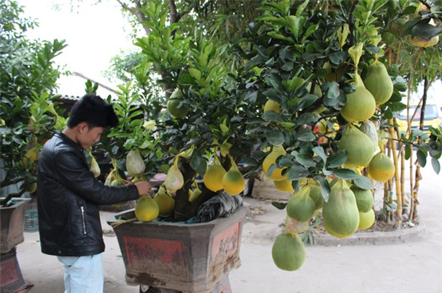 Bưởi trăm quả, phật thủ, bưởi Diễn, bưởi cổ thụ, bưởi-trăm-quả, phật-thủ, bưởi-Diễn, bưởi-cổ-thụ