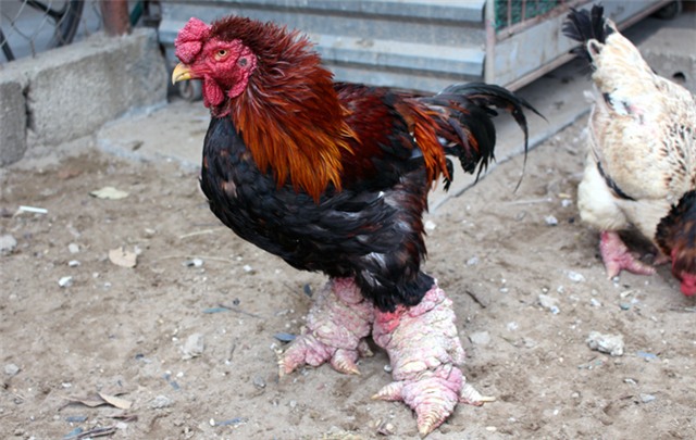 Gà Đông Tảo, gà Đông Tảo trắng, gà Đông Tảo lông sẫm màu, chân khủng, gà Đông Tảo thuần chủng, gà-Đông-Tảo, gà-Đông Tảo-trắng, gà-Đông-Tảo-lông-sẫm-màu, chân-khủng, gà-Đông Tảo-thuần-chủng