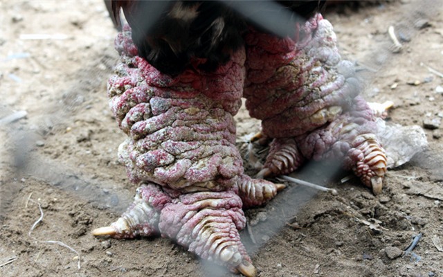 Gà Đông Tảo, gà Đông Tảo trắng, gà Đông Tảo lông sẫm màu, chân khủng, gà Đông Tảo thuần chủng, gà-Đông-Tảo, gà-Đông Tảo-trắng, gà-Đông-Tảo-lông-sẫm-màu, chân-khủng, gà-Đông Tảo-thuần-chủng