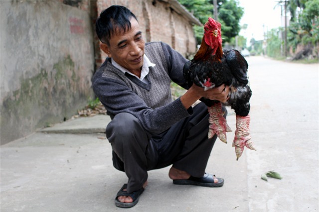 Gà Đông Tảo, gà Đông Tảo trắng, gà Đông Tảo lông sẫm màu, chân khủng, gà Đông Tảo thuần chủng, gà-Đông-Tảo, gà-Đông Tảo-trắng, gà-Đông-Tảo-lông-sẫm-màu, chân-khủng, gà-Đông Tảo-thuần-chủng