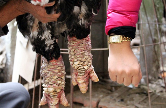 Gà Đông Tảo, gà Đông Tảo trắng, gà Đông Tảo lông sẫm màu, chân khủng, gà Đông Tảo thuần chủng, gà-Đông-Tảo, gà-Đông Tảo-trắng, gà-Đông-Tảo-lông-sẫm-màu, chân-khủng, gà-Đông Tảo-thuần-chủng