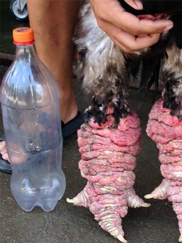 Gà Đông Tảo, gà Đông Tảo trắng, gà Đông Tảo lông sẫm màu, chân khủng, gà Đông Tảo thuần chủng, gà-Đông-Tảo, gà-Đông Tảo-trắng, gà-Đông-Tảo-lông-sẫm-màu, chân-khủng, gà-Đông Tảo-thuần-chủng