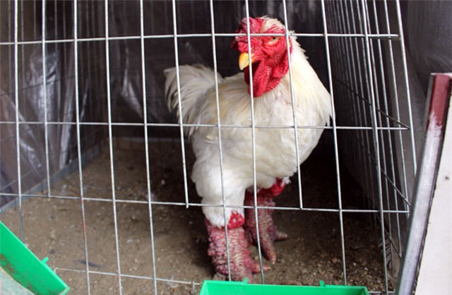 Gà Đông Tảo, gà Đông Tảo trắng, gà Đông Tảo lông sẫm màu, chân khủng, gà Đông Tảo thuần chủng, gà-Đông-Tảo, gà-Đông Tảo-trắng, gà-Đông-Tảo-lông-sẫm-màu, chân-khủng, gà-Đông Tảo-thuần-chủng