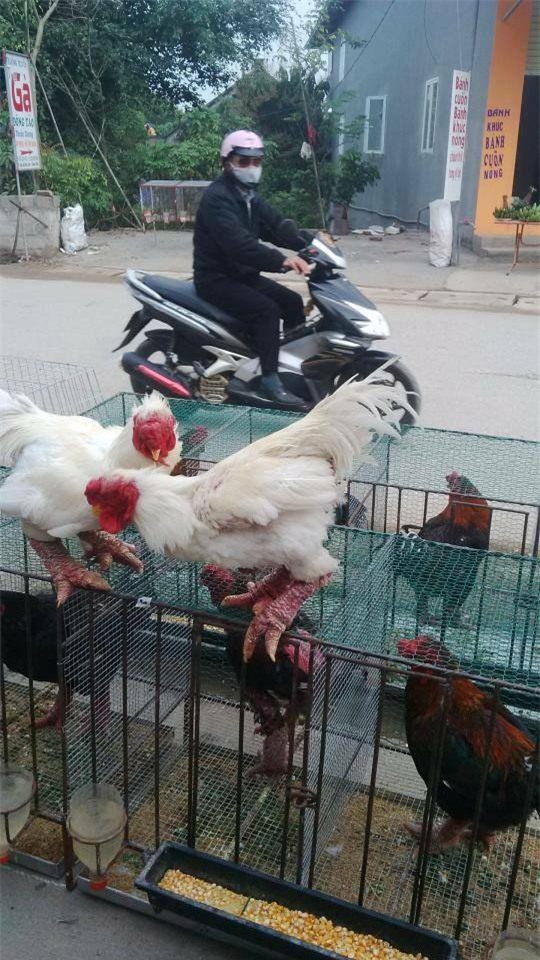 Gà Đông Tảo, gà Đông Tảo trắng, gà Đông Tảo lông sẫm màu, chân khủng, gà Đông Tảo thuần chủng, gà-Đông-Tảo, gà-Đông Tảo-trắng, gà-Đông-Tảo-lông-sẫm-màu, chân-khủng, gà-Đông Tảo-thuần-chủng