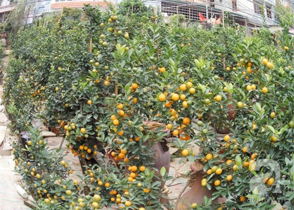 Quất bon sai, chơi tết, quất cảnh, cây cảnh, trăm triệu, tiền tỷ, Quất-bon-sai, chơi-tết, quất-cảnh, cây-cảnh, trăm-triệu, tiền-tỷ,