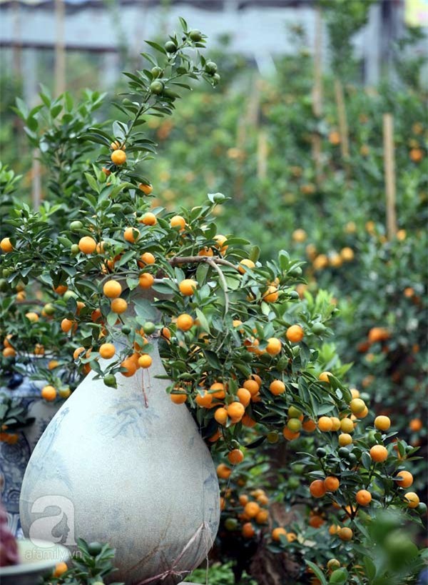 Quất bon sai, chơi tết, quất cảnh, cây cảnh, trăm triệu, tiền tỷ, Quất-bon-sai, chơi-tết, quất-cảnh, cây-cảnh, trăm-triệu, tiền-tỷ,