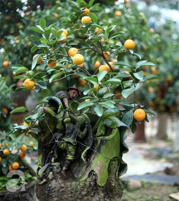 Quất bon sai, chơi tết, quất cảnh, cây cảnh, trăm triệu, tiền tỷ, Quất-bon-sai, chơi-tết, quất-cảnh, cây-cảnh, trăm-triệu, tiền-tỷ,