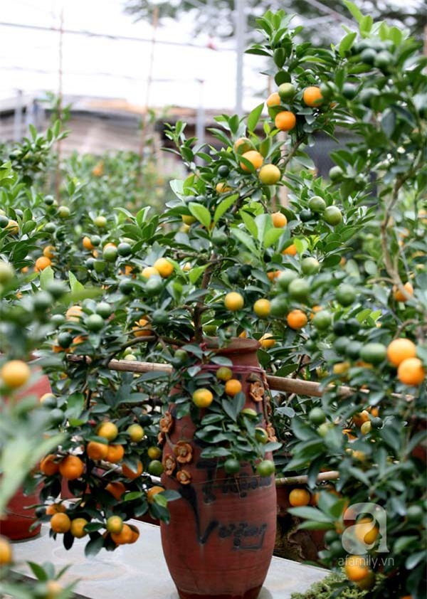 Quất bon sai, chơi tết, quất cảnh, cây cảnh, trăm triệu, tiền tỷ, Quất-bon-sai, chơi-tết, quất-cảnh, cây-cảnh, trăm-triệu, tiền-tỷ,