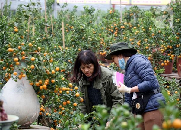 Quất bon sai, chơi tết, quất cảnh, cây cảnh, trăm triệu, tiền tỷ, Quất-bon-sai, chơi-tết, quất-cảnh, cây-cảnh, trăm-triệu, tiền-tỷ,