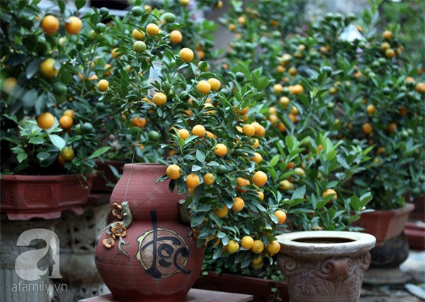 Quất bon sai, chơi tết, quất cảnh, cây cảnh, trăm triệu, tiền tỷ, Quất-bon-sai, chơi-tết, quất-cảnh, cây-cảnh, trăm-triệu, tiền-tỷ,