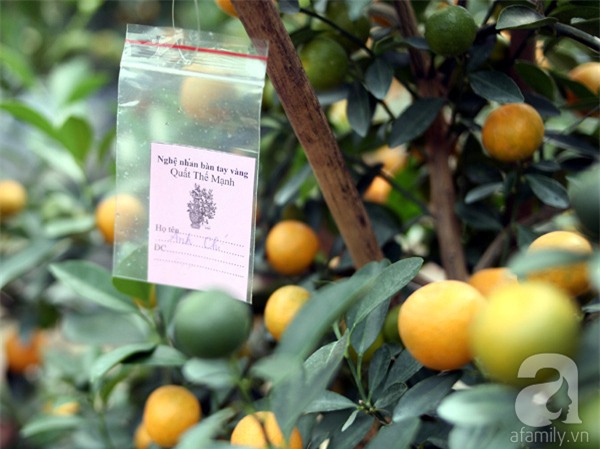 Quất bon sai, chơi tết, quất cảnh, cây cảnh, trăm triệu, tiền tỷ, Quất-bon-sai, chơi-tết, quất-cảnh, cây-cảnh, trăm-triệu, tiền-tỷ,