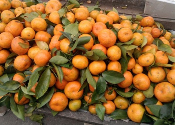 quýt Trung Quốc, quýt Trung Quốc nhuộm thuốc, bệnh ung thư, quýt-Trung-Quốc, quýt-Trung-Quốc-nhuộm-thuốc