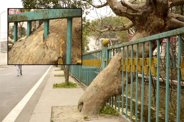 nhung hinh anh ky quac va hai huoc nhat nam qua hinh anh 12