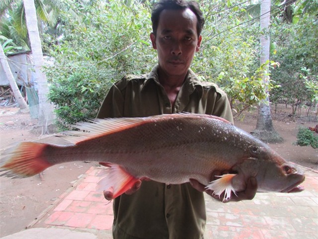 Bến Tre, cá lạ, 200 triệu đồng
