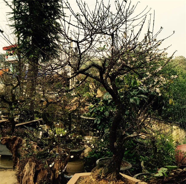 Đại gia, trăm triệu, bạch đào, chơi tết, đào rừng, đào cổ thụ, Đại-gia, trăm-triệu, bạch-đào, chơi-tết, đào-rừng, đào-cổ-thụ,