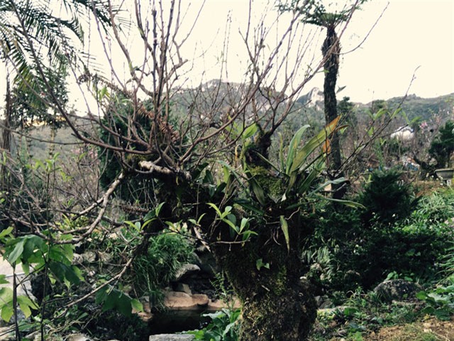 Đại gia, trăm triệu, bạch đào, chơi tết, đào rừng, đào cổ thụ, Đại-gia, trăm-triệu, bạch-đào, chơi-tết, đào-rừng, đào-cổ-thụ,