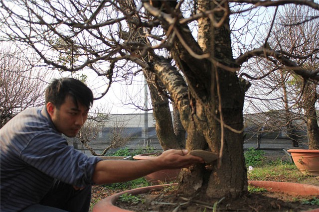 Đại gia, trăm triệu, bạch đào, chơi tết, đào rừng, đào cổ thụ, Đại-gia, trăm-triệu, bạch-đào, chơi-tết, đào-rừng, đào-cổ-thụ,