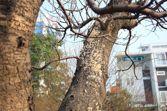 Đại gia, trăm triệu, bạch đào, chơi tết, đào rừng, đào cổ thụ, Đại-gia, trăm-triệu, bạch-đào, chơi-tết, đào-rừng, đào-cổ-thụ,