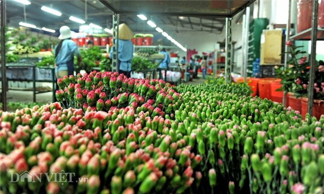 vao trang trai hoa da lat xem quy trinh dong goi ngo nhu chau au hinh anh 1