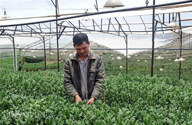 vao trang trai hoa da lat xem quy trinh dong goi ngo nhu chau au hinh anh 2