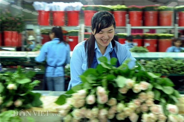 vao trang trai hoa da lat xem quy trinh dong goi ngo nhu chau au hinh anh 4