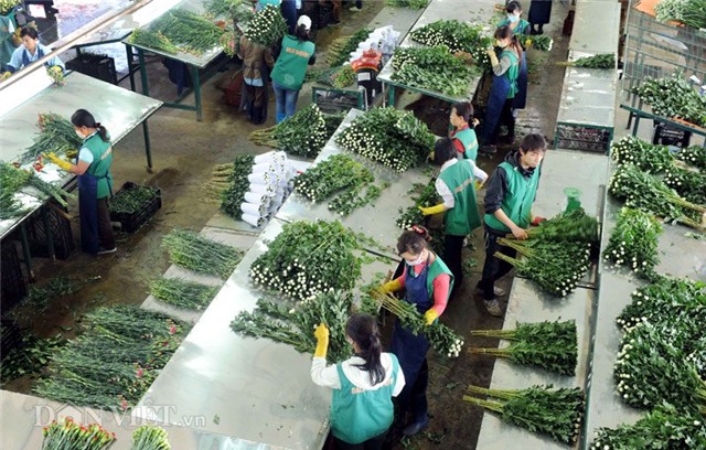 vao trang trai hoa da lat xem quy trinh dong goi ngo nhu chau au hinh anh 5