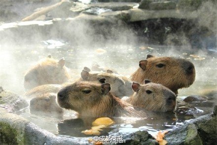 nhat ban: chuot khong lo tam nuoc nong thom gay sot mang hinh anh 3