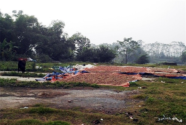 mứt Tết, chanh, quất, làm mứt. Tết nguyên đán, mứt-tết, làm-mứt, Tết-nguyên-đán