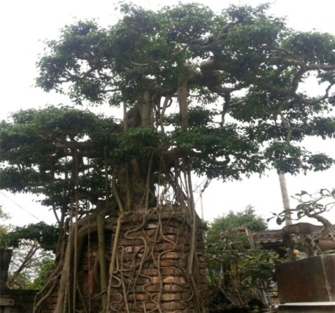 cây sanh cổ, cây cổ thụ, đổi Rolls Royce, cây-sanh-cổ, cây-cổ-thụ, đổi-Rolls-Royce,