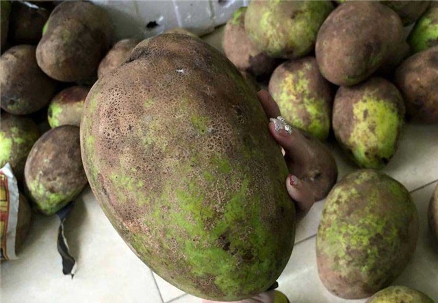 xoài lạ, khổng lồ, Hà thành, đặt mua, ăn thử, phát cuồng, xoài tứ quý nghê, xoài-lạ, khổng-lồ, Hà-thành, đặt-mua, ăn-thử, phát-cuồng, xoài-tứ-quý-nghệ