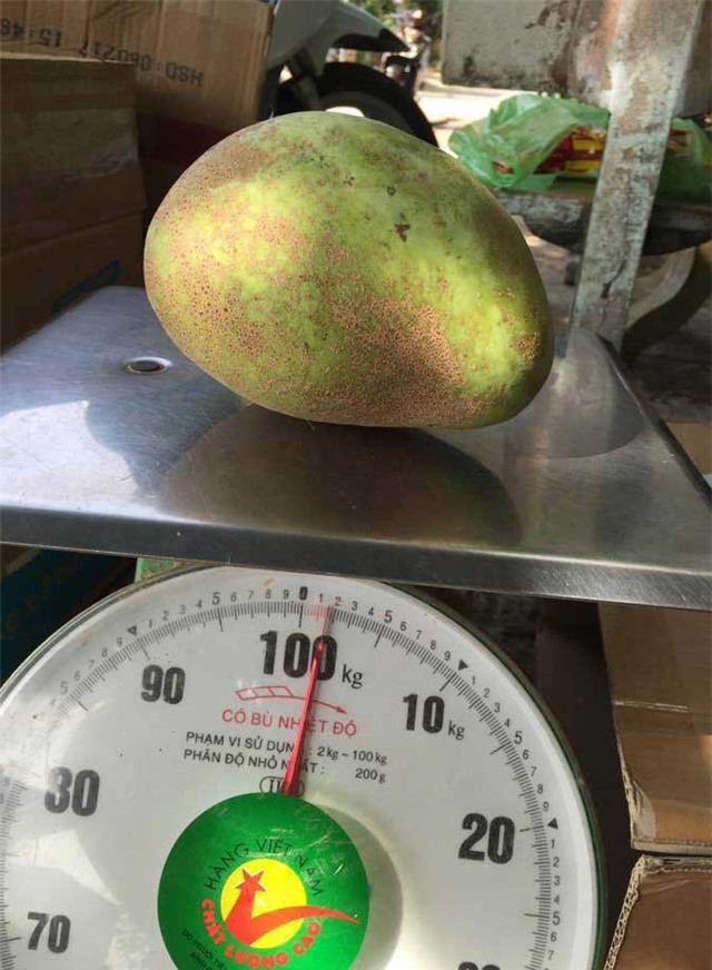 xoài lạ, khổng lồ, Hà thành, đặt mua, ăn thử, phát cuồng, xoài tứ quý nghê, xoài-lạ, khổng-lồ, Hà-thành, đặt-mua, ăn-thử, phát-cuồng, xoài-tứ-quý-nghệ