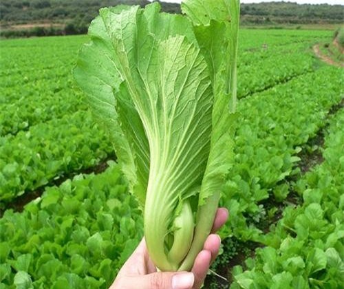 Rau cải bẹ và những công dụng đối với sức khỏe-1