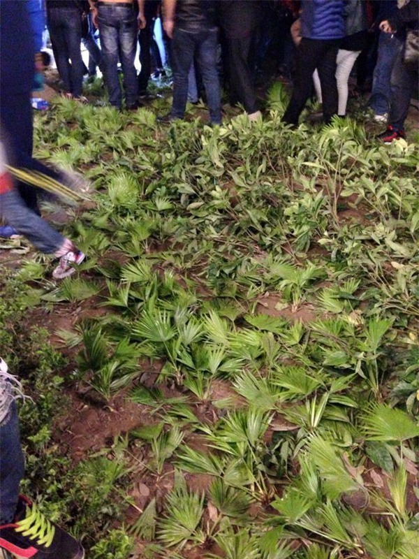 Cây cỏ nát tươm, hàng rào gãy đổ, giày dép thất lạc tứ tung... sau đêm chen lấn chào năm mới - Ảnh 3.