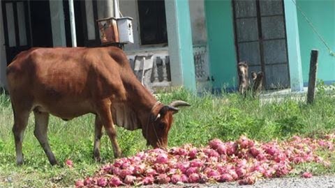 giải cứu nông sản, nông sản, đổ cho bò, được mùa mất giá, nông sản xuất khẩu, nông sản đổ đi, Trung Quốc, giải-cứu-nông-sản, đổ-cho-bò, được-mùa-mất-giá, nông-sản-xuất-khẩu, Trung-Quốc