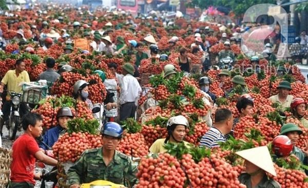 giải cứu nông sản, nông sản, đổ cho bò, được mùa mất giá, nông sản xuất khẩu, nông sản đổ đi, Trung Quốc, giải-cứu-nông-sản, đổ-cho-bò, được-mùa-mất-giá, nông-sản-xuất-khẩu, Trung-Quốc