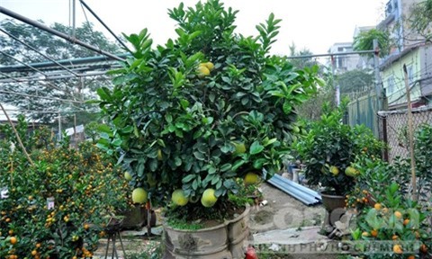 Hà Nội, Cây kiểng, Bưởi kiểng, Hà thành, chơi tết, độc lạ, hàng hiếm