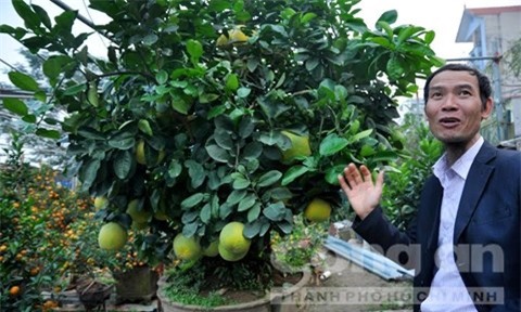 Hà Nội, Cây kiểng, Bưởi kiểng, Hà thành, chơi tết, độc lạ, hàng hiếm