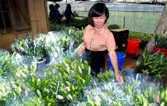 Đà Lạt, lập nghiệp, hoa Lily, làm giàu, cơ hội, tiền tỷ. nông dân, phát tài
