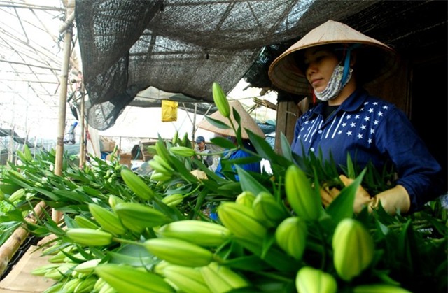 Đà Lạt, lập nghiệp, hoa Lily, làm giàu, cơ hội, tiền tỷ. nông dân, phát tài