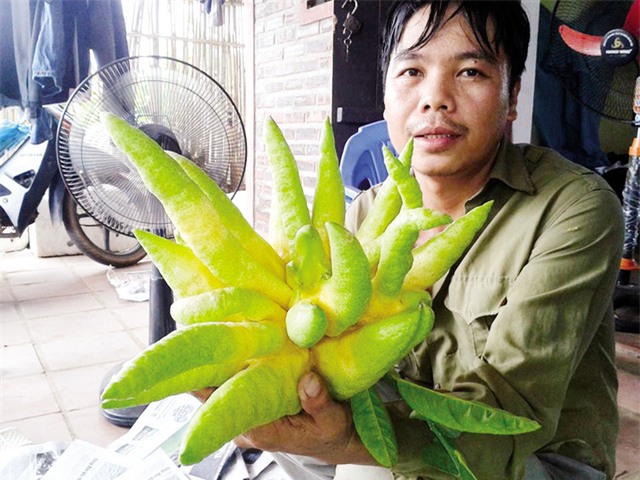 phật thủ, quả phật thủ, phật thủ Đắc Sở, chơi Tết, Tết nguyên đán, quả-phật-thủ, phật-thủ-Đắc-Sở, chơi-Tết, Tết-nguyên-đán, phật-thủ