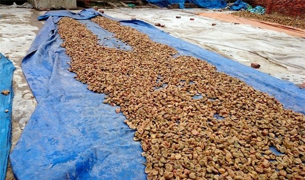 ô mai, thực phẩm bản, ô mai bẩn, ô-mai, thực-phẩm-bản, ô-mai-bẩn