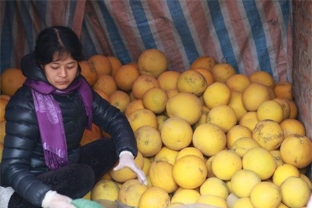 Thất thu bưởi Diễn vì nạn ruồi vàng