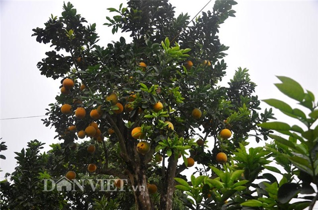 cay buoi co thu cao hon 5m gia “nghin do” o hung yen hinh anh 1