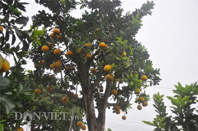 cay buoi co thu cao hon 5m gia “nghin do” o hung yen hinh anh 2