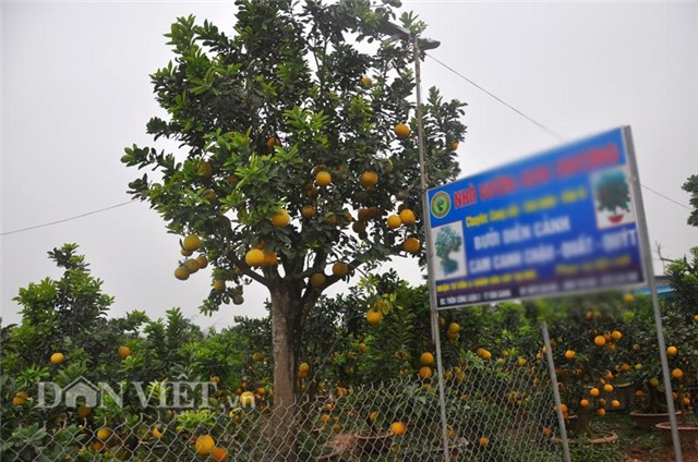 cay buoi co thu cao hon 5m gia “nghin do” o hung yen hinh anh 3