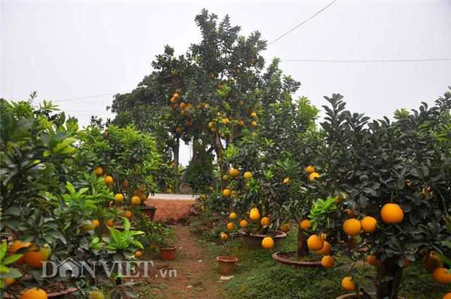 cay buoi co thu cao hon 5m gia “nghin do” o hung yen hinh anh 4