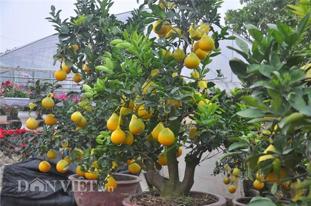 cay buoi co thu cao hon 5m gia “nghin do” o hung yen hinh anh 5