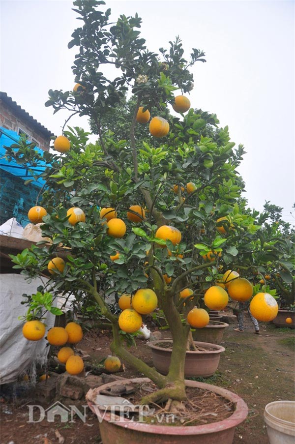 cay buoi co thu cao hon 5m gia “nghin do” o hung yen hinh anh 6