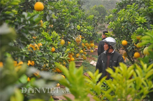 cay buoi co thu cao hon 5m gia “nghin do” o hung yen hinh anh 7